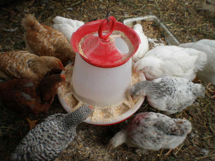 Pui Plymouth   Comuni