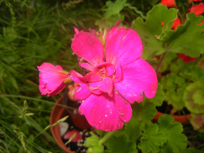 Bright Odette Geranium (2014, June 15) Bright Odette Geranium (2014, June 15)