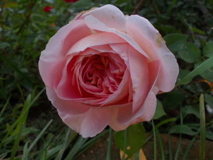 a d (4) - austin - Abraham Darby