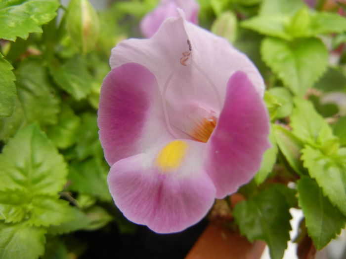 Torenia Rose Dream (2014, June 18)