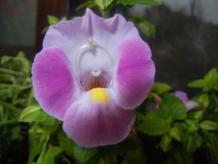 Torenia Rose Dream (2014, June 18)