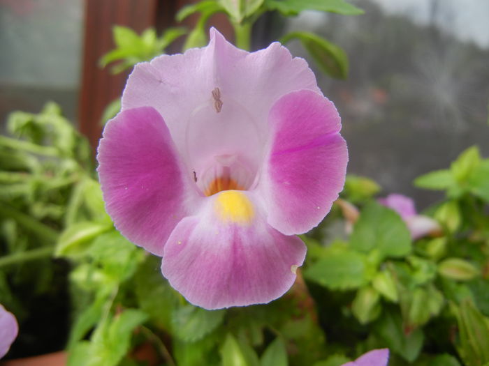 Torenia Rose Dream (2014, June 18)