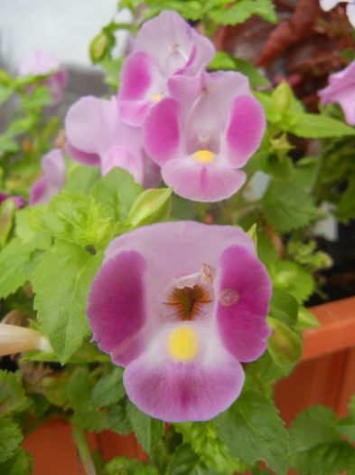 Torenia Rose Dream (2014, June 18) - TORENIA Rose Dream