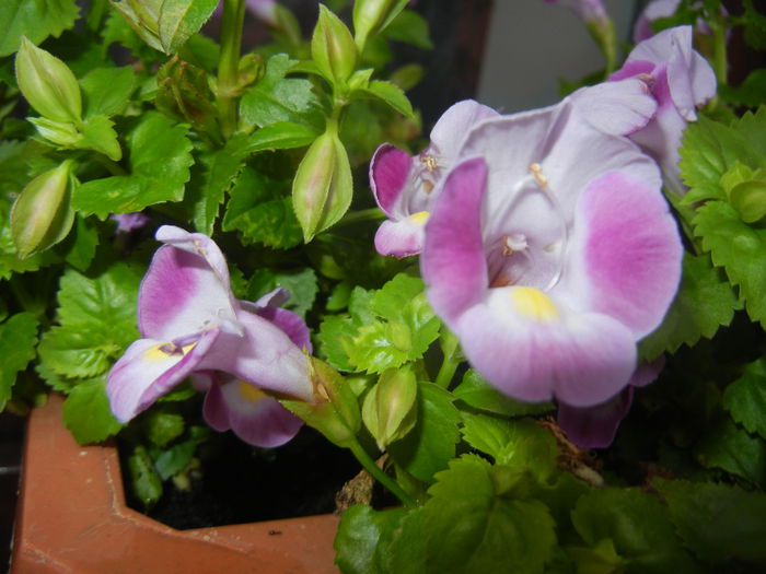 Torenia Rose Dream (2014, June 23) - TORENIA Rose Dream