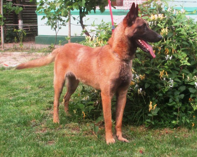 A-Como (1); Male- 10 months
