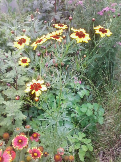 coreopsis - a-a VARA-FLORI-2014