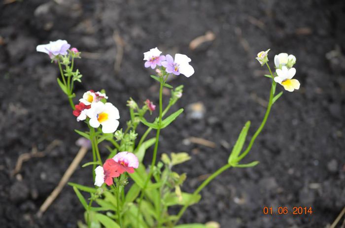 10348528_1433270330275643_6310626881894599842_n - a-a VARA-FLORI-2014