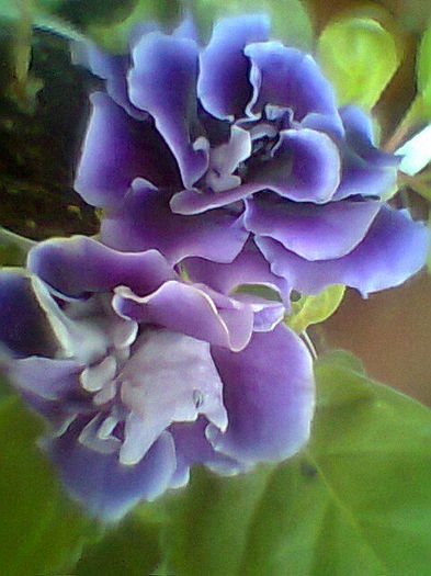 Alegro purple