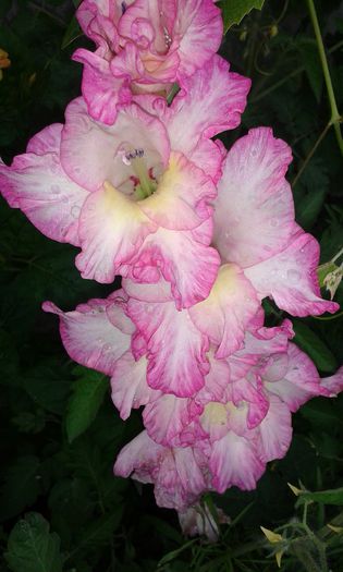 20140624_200948 - gladiole