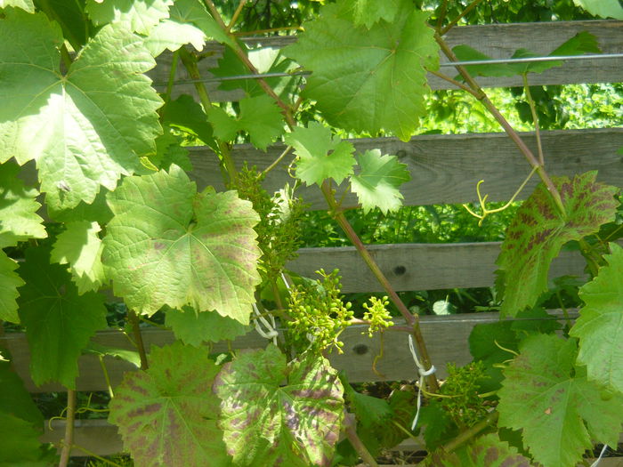 P1050552 - de prin gradina 2014