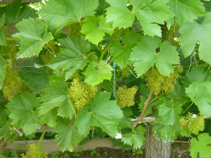 P1050553 - de prin gradina 2014