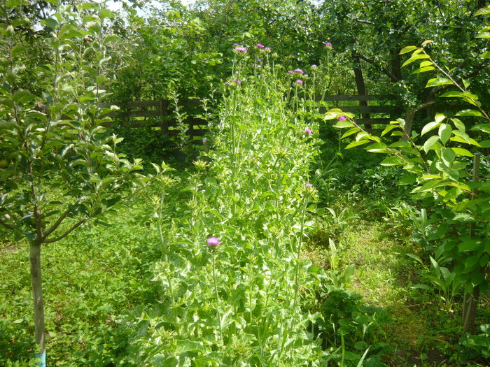 P1050564; armurariu de la siana
