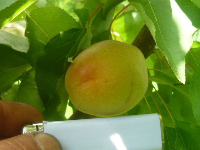 P1050567; caise  cea mai buna de ungaria
