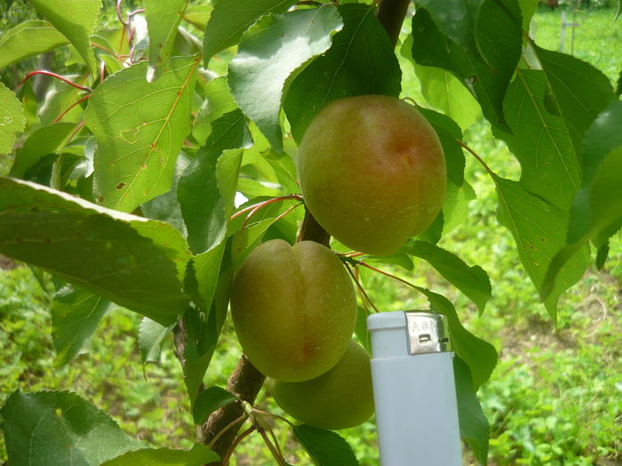 P1050569; cea mai buna de ungaria   primul an de rod are 14 caise
