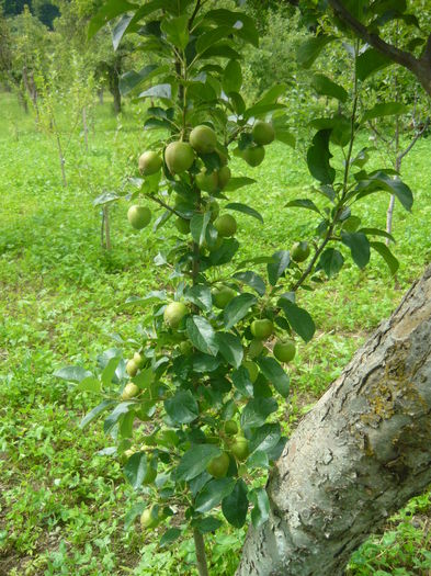 P1050570; ramura de golden altoit pe mar patul
