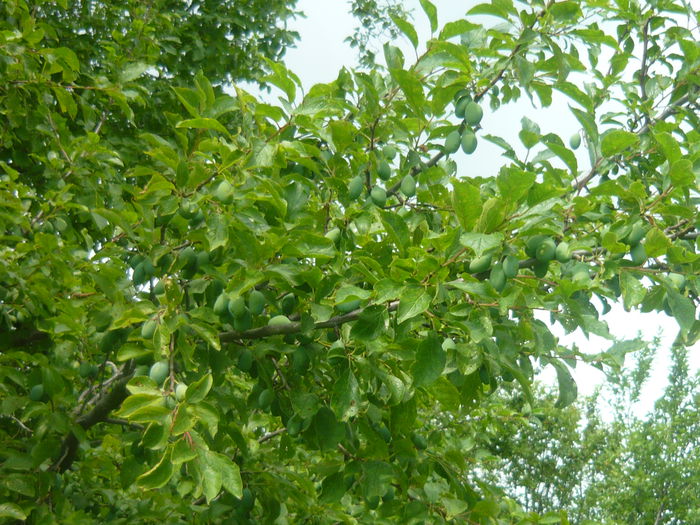 P1050575; prune bistritene
