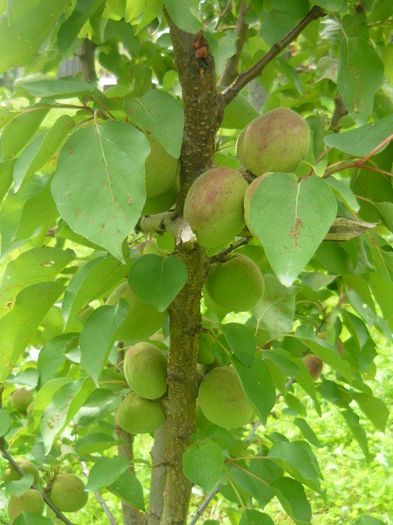 P1050580; cais soi necunoscut primul an de rod
