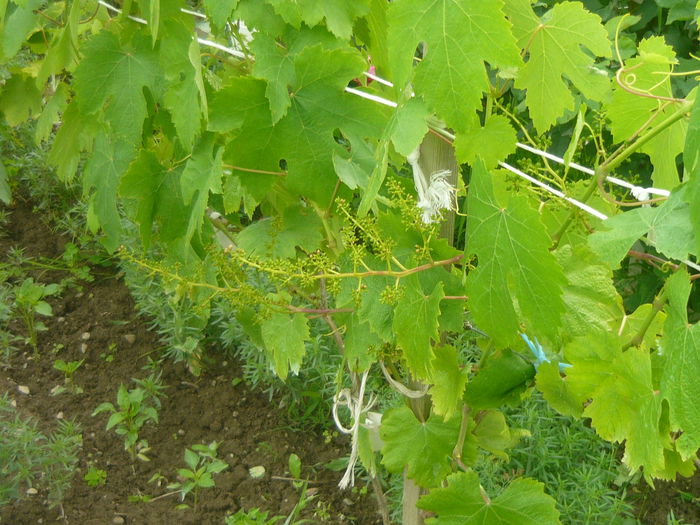 P1050590; ar trebui sa fie soiul vostog om vedea la toamna
