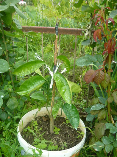 P1050593; mandarinul altoit de mine
