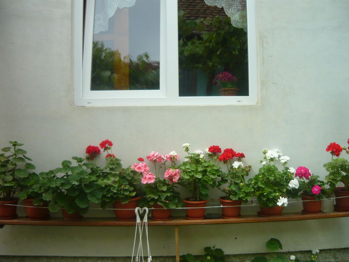 P1050603 - de prin gradina 2014