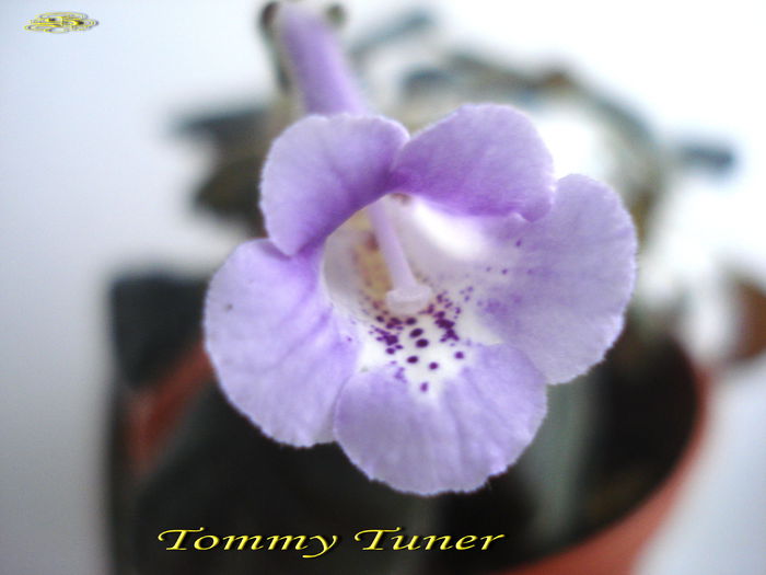 Tommy Tuner (4-01-2014) - Sinningii 2014