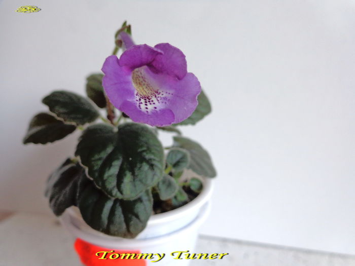 Tommy Tuner (25-06-2014) ? Tommy Tuner (25-06-2014) ?