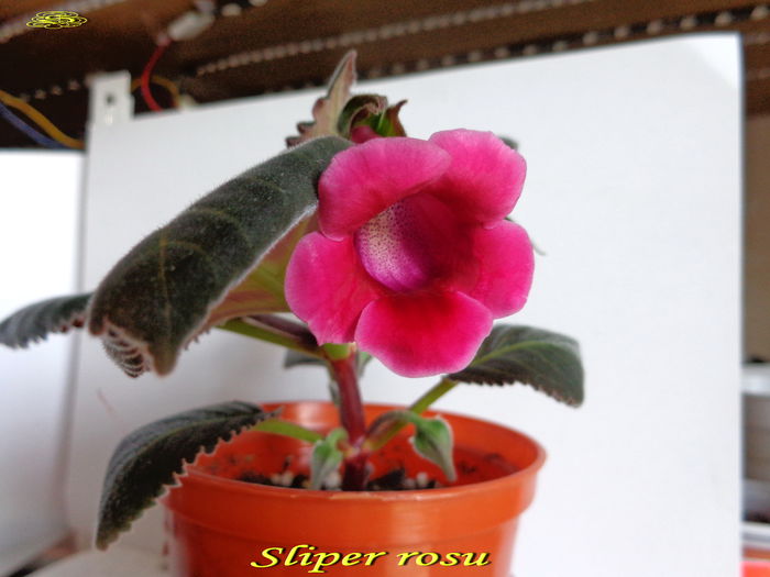 Slipper rosu1 (25-06-2014)