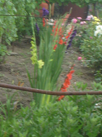 gladiole