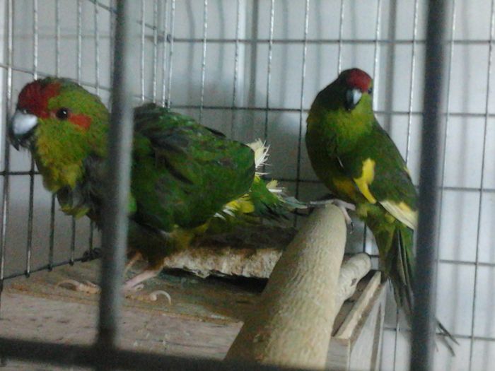 kakariky verde cu galben si alb - papagali2014