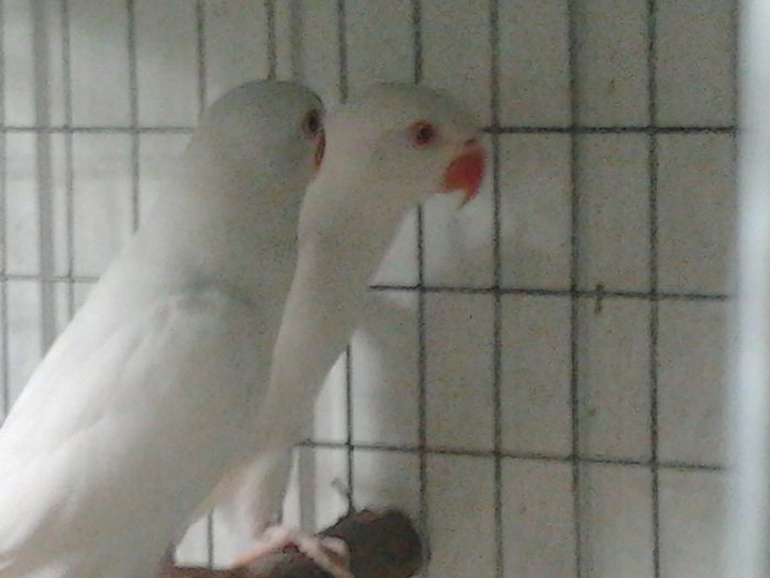 micul alexandru alb - papagali2014