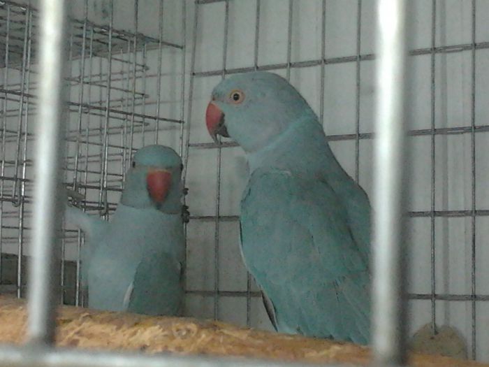 micul alexandru albastru - papagali2014