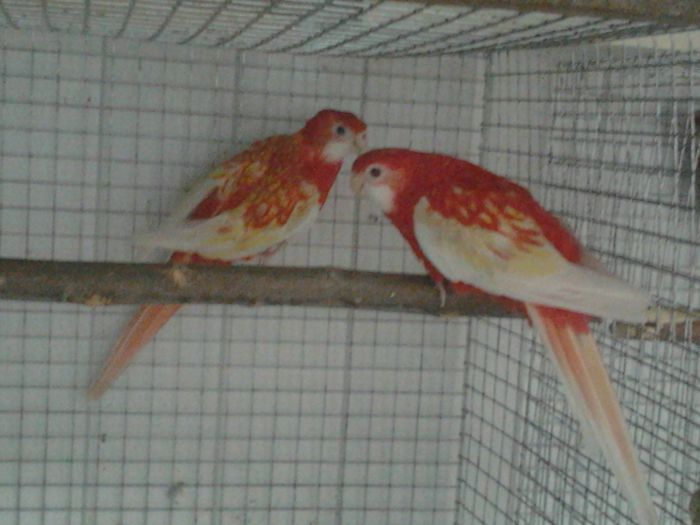 rosella rubino; rosella rubino
