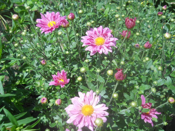 DSCN8202 - Gradina flori 2014