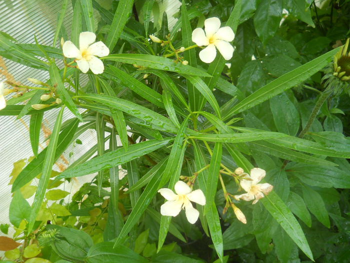 DSCN8205 - Flori apartament