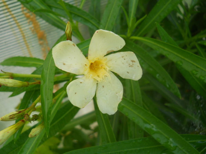 DSCN8203 - Flori apartament