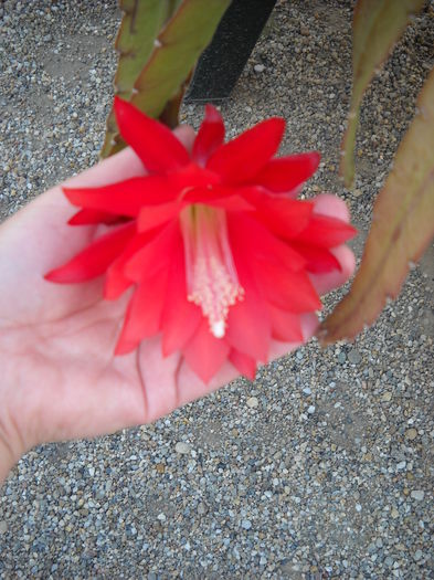 016 - EPYFILIUM 1 Oxypetalum