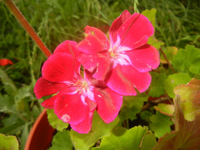 Red Geranium (2014, June 14) - ZONAL Geraniums