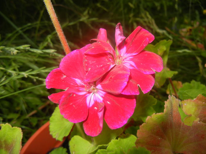 Red Geranium (2014, June 15) - ZONAL Geraniums