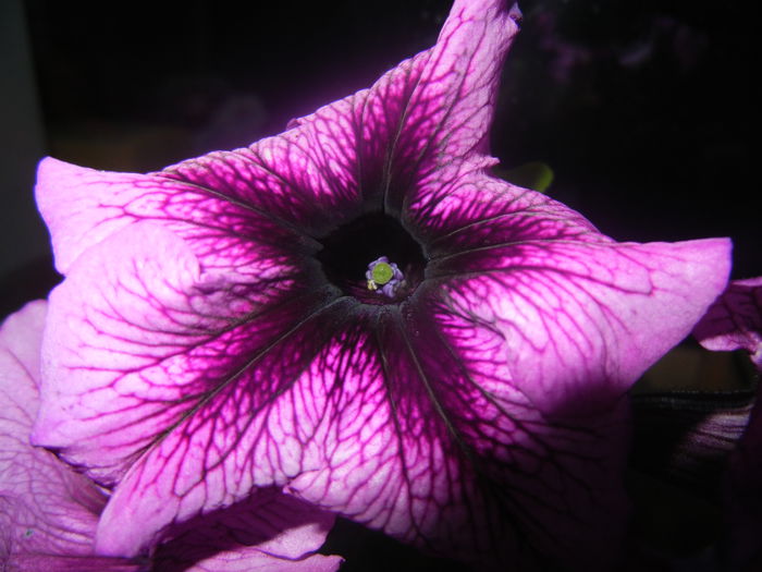 Purple Petunia (2014, June 16)