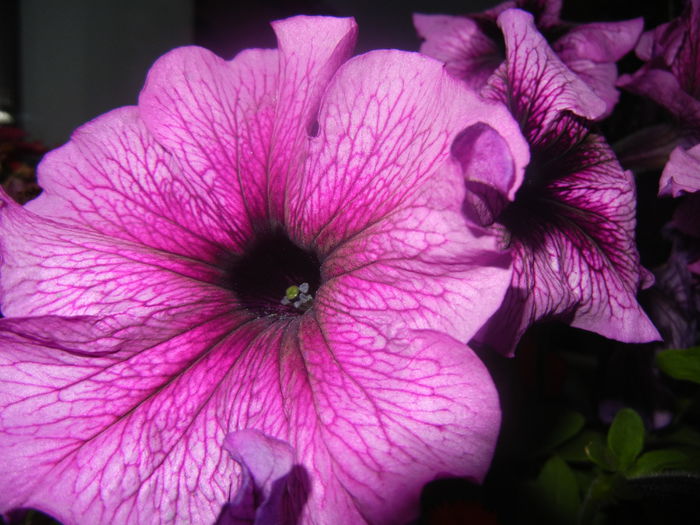 Purple Petunia (2014, June 16)