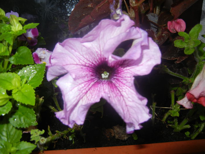 Purple Petunia (2014, June 16)