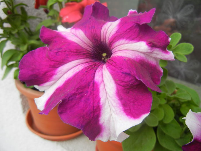 Petunia (2014, June 18) - PETUNIA Simple