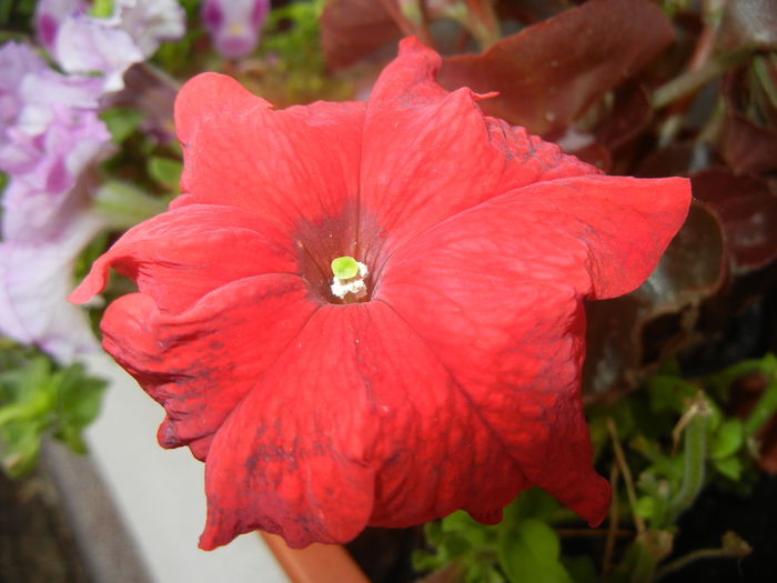 Red Petunia (2014, June 18)