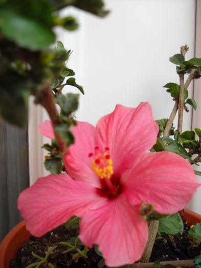 24.06.014 - HIBISCUS- 2014