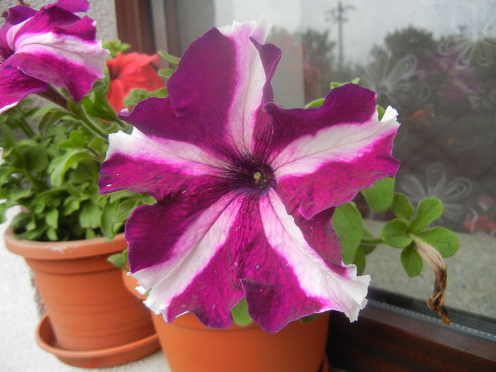 Petunia (2014, June 18)