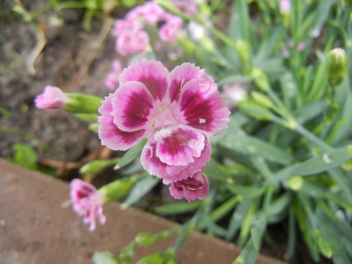 Dianthus Pink Kisses (2014, June 18)