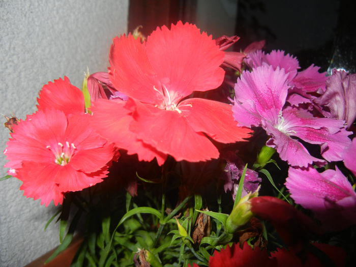 Red & Pink Dianthus (2014, June 16) - DIANTHUS_Garoafe Garofite