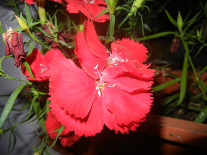 Red Dianthus (2014, June 16) - DIANTHUS_Garoafe Garofite