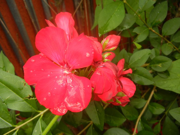 Red Ivy-Geranium (2014, June 18) - IVY-LEAVED Geranium Double