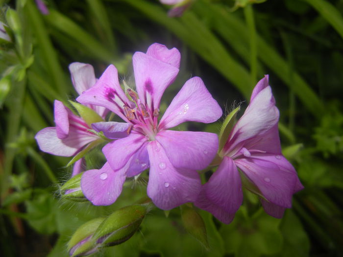 Lavender Ivy-Geranium (2014, June 18) - IVY-LEAVED Geranium Double